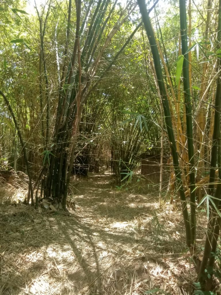 Where Prayer Meets Nature
The peaceful bamboo surroundings of Jatonet Gardens provide a natural sanctuary where visitors can step away from the noise of daily life, appreciate God's creation and spend undisturbed moments in prayer and meditation.